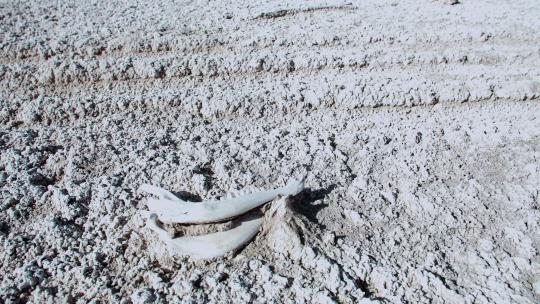 荒漠化盐碱地上的动物骨头视频素材模板下载