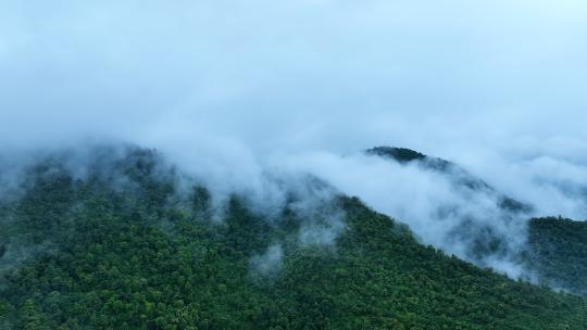 森林云海航拍森林雨天森林俯拍树林山间云雾