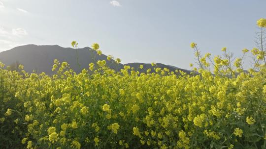 航拍太行山下油菜花