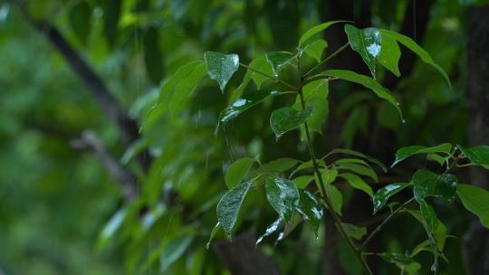 下雨时的树叶宣传片自然风光