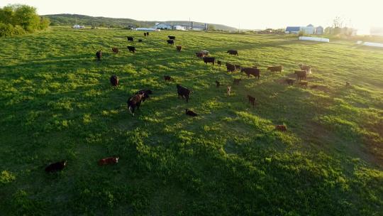 航拍草原上的牛群