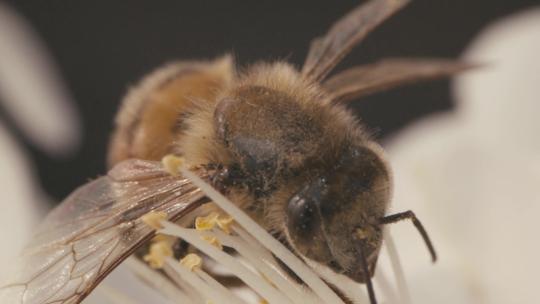 蜜蜂 采蜜 特写蜜蜂视频素材模板下载