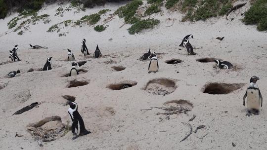 南非海滩沙滩洞穴中的非洲企鹅巢穴
