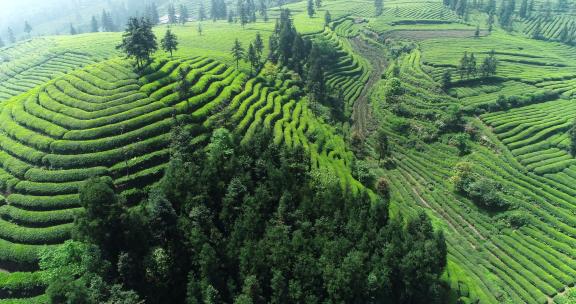 航拍茶山梯田茶园自然风光