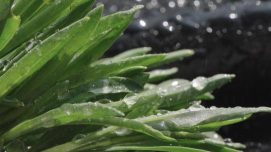 雨水雨滴植物春雨惊蛰谷雨