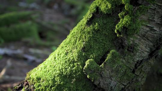 森林阳光植物合集夏季唯美明媚视频素材模板下载