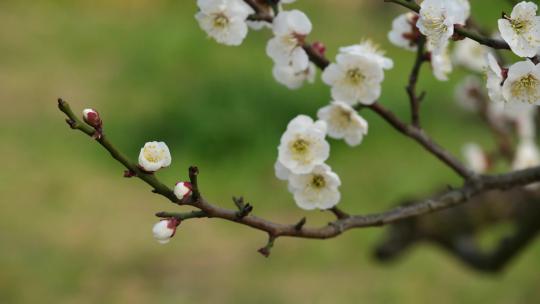 春天盛开的白梅花