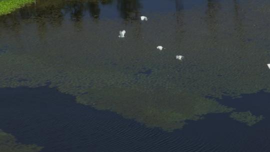 生态湿地鸟群