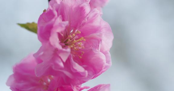 春天公园盛开迎春花榆叶梅紫叶李