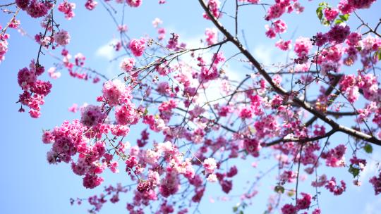 樱花樱桃树盛开