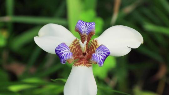 白色巴西鸢尾兰花朵小紫花紫鸢尾兰花