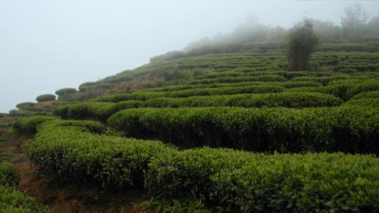 大片茶园农民农妇采摘茶叶采茶视频