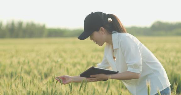 女农民麦田拿着平板电脑