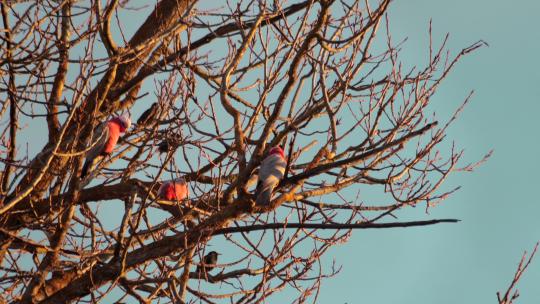 三只加拉鸟在没有叶子的树枝上移动，白天日落黄金时段，马夫拉，维多利亚