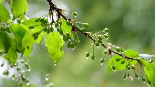 春雨春色