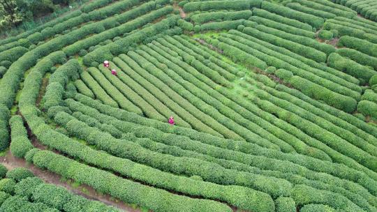 茶园 茶山 龙井茶园 采茶