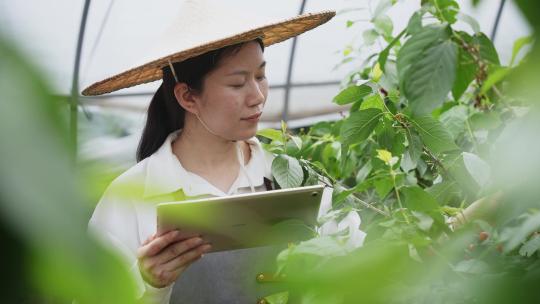 中年女性科技人员在农业大棚里观察樱桃生长