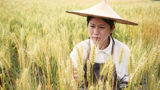 科员人员在麦田里研究麦子