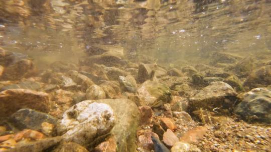 水下拍摄农村河水中河床上的小鱼4K视频素材模板下载