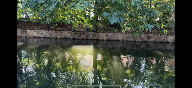 苹果空间视频- iPhone15Pro MAX-西湖河道绿高清在线视频素材下载