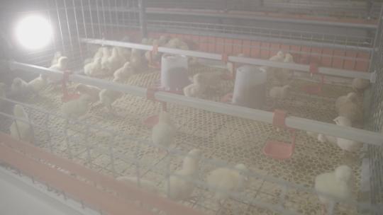 养殖业孵化育雏鸡蛋孵化小鸡LOG