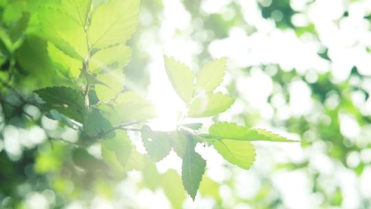 夏季清晨逆光唯美树叶视频素材