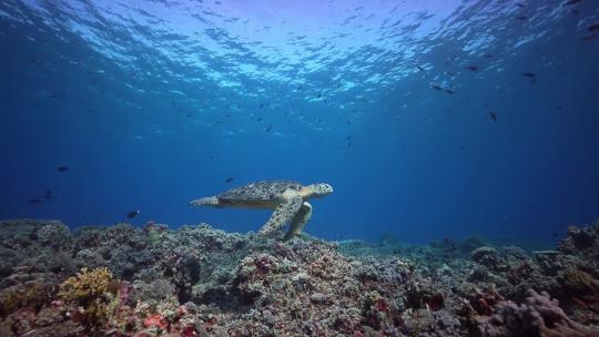 海底世界海龟游泳海龟特写