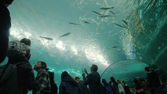 海洋馆海洋乐园海洋世界海底世界