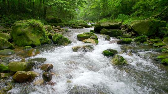 森林小溪-森林小河-小河流水自然生态视频素材模板下载