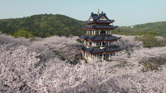 原创 江苏无锡太湖鼋头渚樱花谷航拍风光