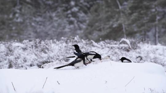 冬季森林雪地喜鹊小鸟觅食进食