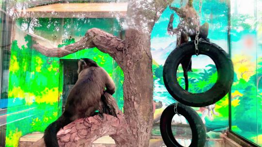 4K野生动物猴子视频素材模板下载
