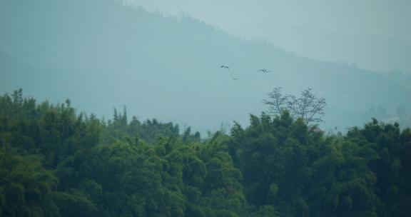 鸟群迁徙飞鸟意境写意候鸟南飞江边飞鸟