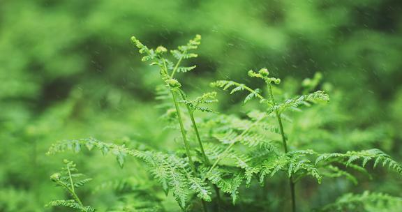 雨中绿植生机勃勃清明时节