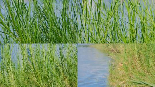 湖边湿地野草水草风吹草动