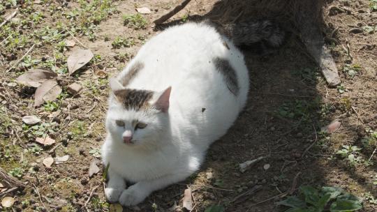 可爱猫咪4K实拍镜头