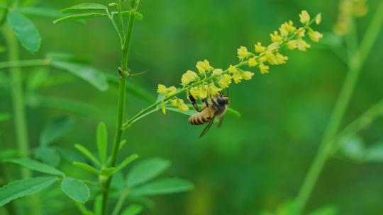 花丛蜜蜂采蜜视频素材模板下载