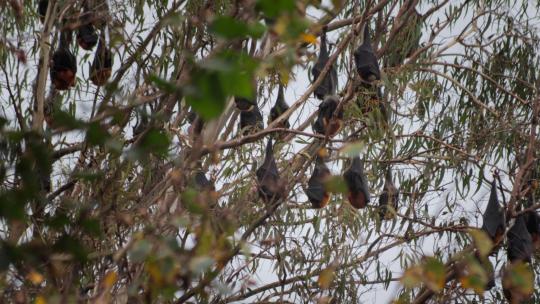 许多水果蝙蝠倒挂在树上睡觉，风天时间，中景，马夫拉，维克多