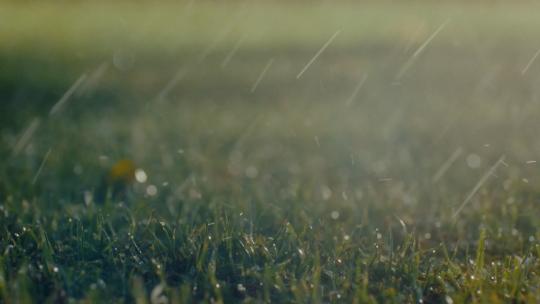 雨水滴滴水大自然水滴树叶下雨滴草坪雨天视频素材模板下载