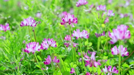 紫云英花朵花草春天阳光节气生机勃勃