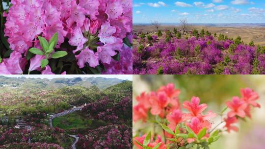 【合集】杜鹃花唯美花海