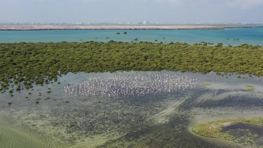 红树林海滩航拍