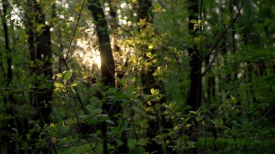 阳光光线透过茂盛的树丛