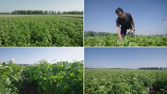 土豆种植 马铃薯种植高清在线视频素材下载
