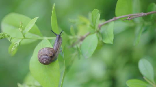 绿色自然小清新蜗牛爬行-立夏