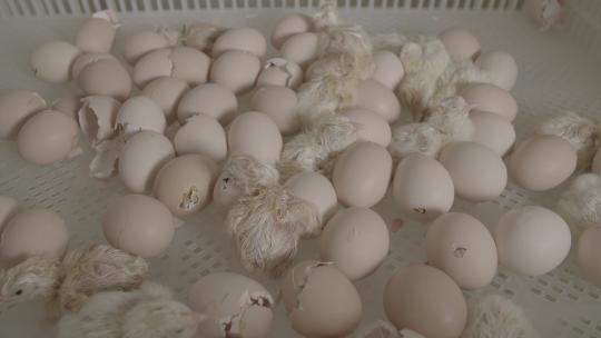 鸡蛋孵化小鸡出壳全过程LOG