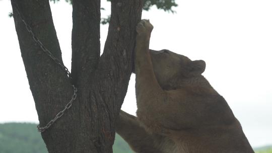 狮子爬树 狮子 野生动物  自然保护区