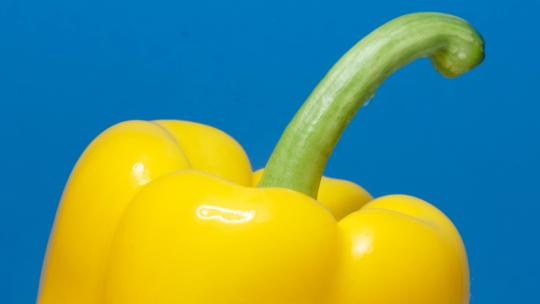 成熟的黄色胡椒在美丽的蓝色背景