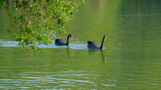 公园池塘黑天鹅游泳戏水游来游去