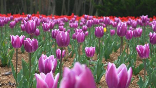 春天公园里盛开的郁金香花海自然风光